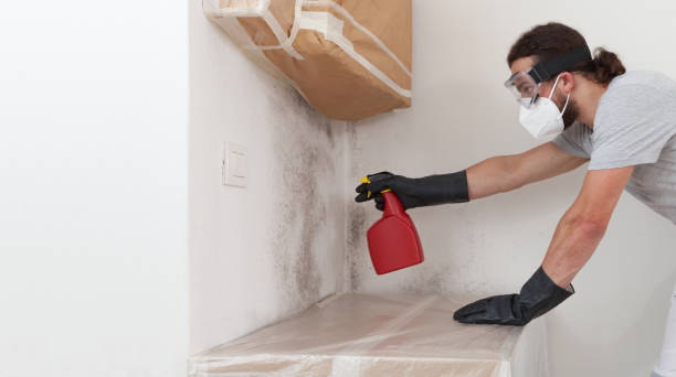 Professional Basement Mold Remediation technician working in Faulkner, MD