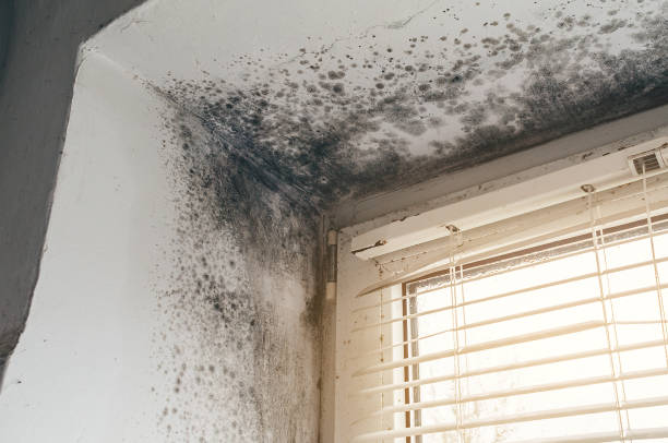 Affordable Basement Mold Remediation solutions in Faulkner, MD