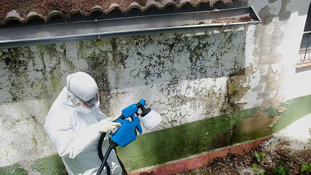Top rated local Basement Mold Remediation specialists in Faulkner, MD